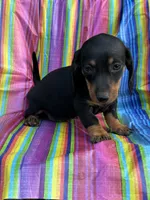 Pepper, a female Miniature Dachshund for sale in Ava, MO – 3 of 5