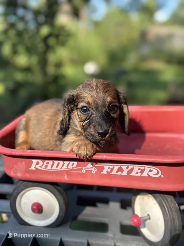 Maple  – Miniature Dachshund puppy for sale in Ava, MO