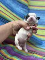 Jesie , a female Shih Tzu for sale in Ava, MO – 4 of 5