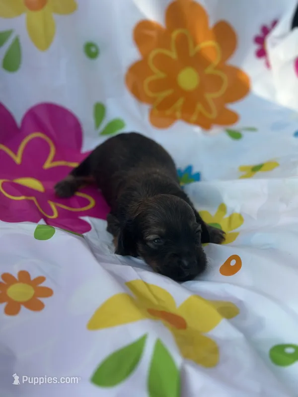 Ash – Miniature Dachshund puppy for sale in Ava, MO