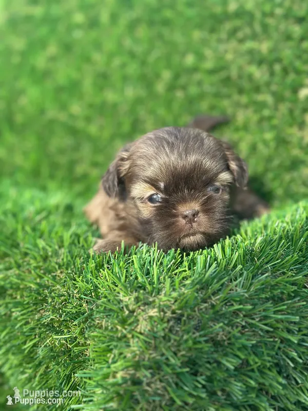 Coco – Shih Tzu puppy for sale in Ava, MO