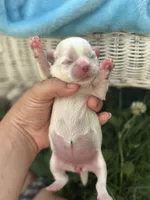 Snow White , a female Shih Tzu for sale in Ava, MO – 2 of 7
