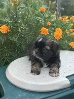 Belle , a female Shih Tzu for sale in Ava, MO – 6 of 10