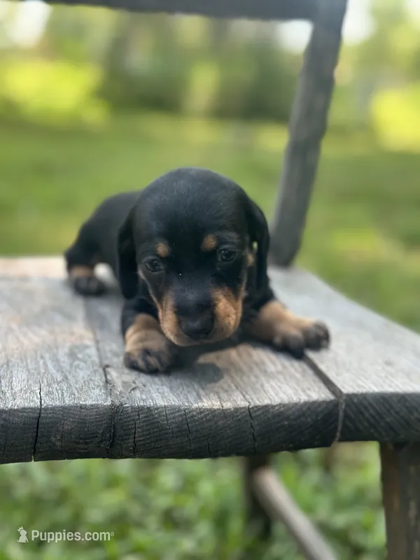 Pepper – Miniature Dachshund puppy for sale in Ava, MO