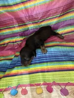 Suzie , a female Miniature Dachshund for sale in Ava, MO – 4 of 4