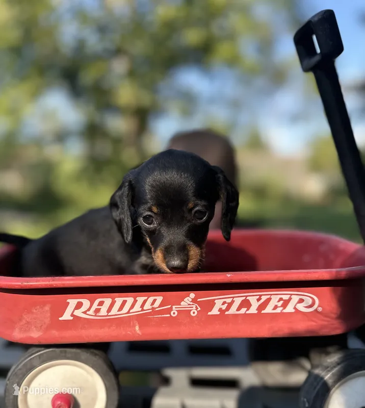 Ginger  – Miniature Dachshund puppy for sale in Ava, MO