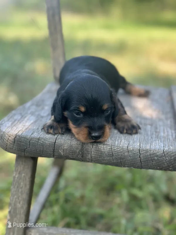 Coco – Miniature Dachshund puppy for sale in Ava, MO