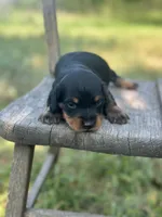 Coco, a male Miniature Dachshund for sale in Ava, MO – 1 of 6