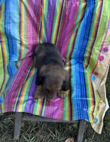 Dolly, a female Miniature Dachshund for sale in Ava, MO – 3 of 6