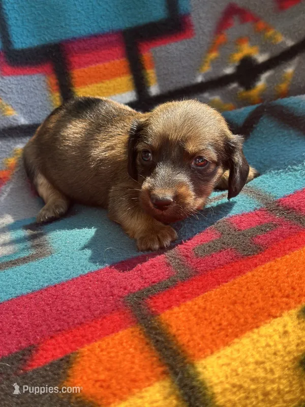 Daisy  – Miniature Dachshund puppy for sale in Ava, MO