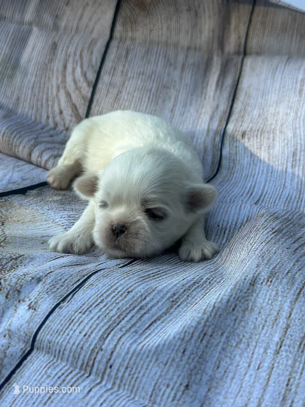 Tanner – Shih Tzu puppy for sale in Ava, MO