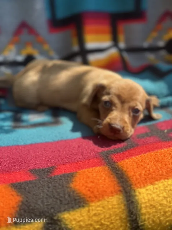 Duke – Miniature Dachshund puppy for sale in Ava, MO