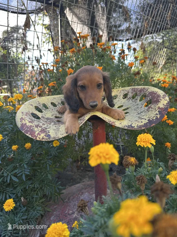 Bo – Miniature Dachshund puppy for sale in Ava, MO