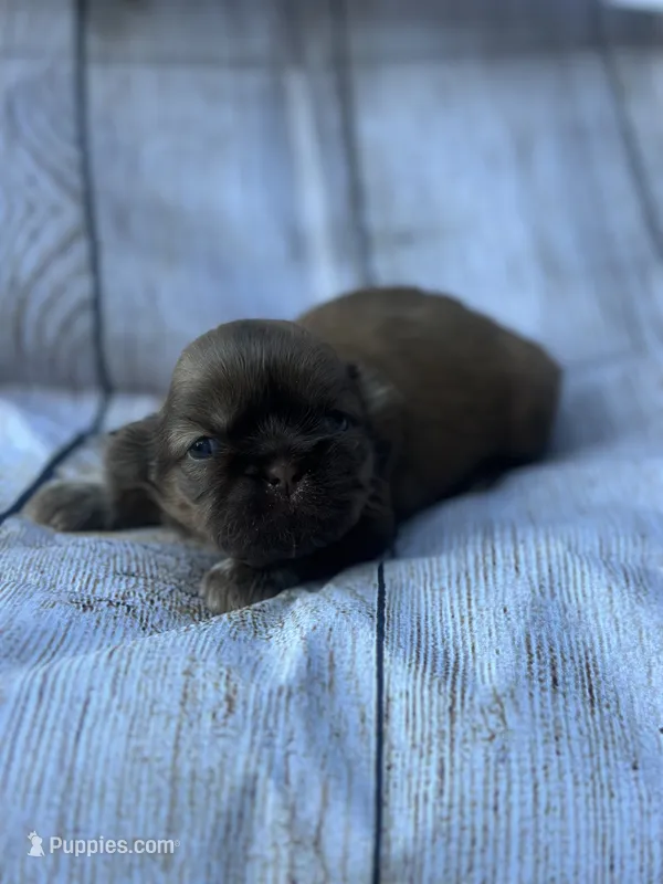 Hershey  – Shih Tzu puppy for sale in Ava, MO