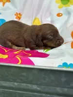 Mizz, a female Miniature Dachshund for sale in Ava, MO – 5 of 6