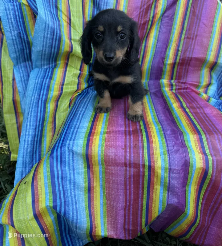 Chestnut  – Miniature Dachshund puppy for sale in Ava, MO