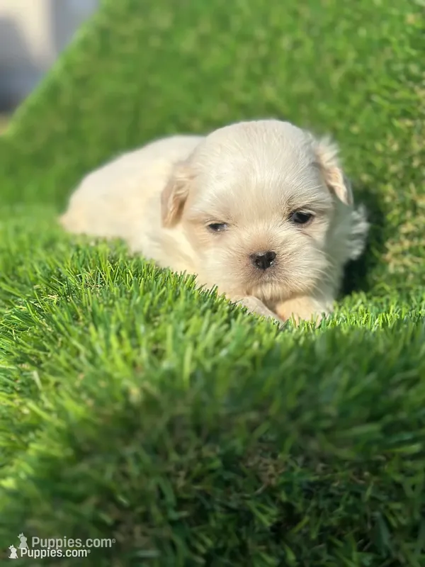 Snowball – Shih Tzu puppy for sale in Ava, MO