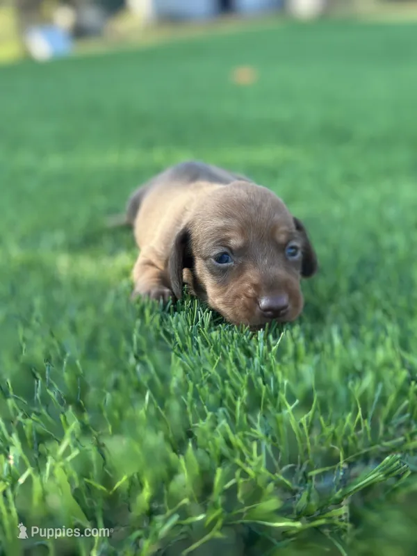 Jane  – Miniature Dachshund puppy for sale in Ava, MO