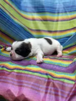 Woody , a male Shih Tzu for sale in Ava, MO – 5 of 6