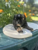 Belle , a female Shih Tzu for sale in Ava, MO – 9 of 10