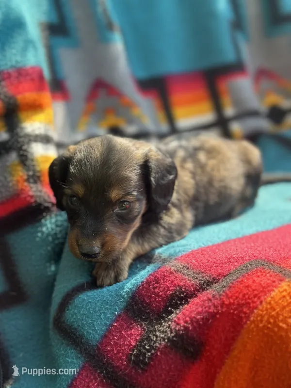 Boss hog  – Miniature Dachshund puppy for sale in Ava, MO
