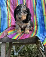 Rocky, a male Miniature Dachshund for sale in Ava, MO – 5 of 6