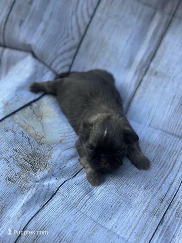 Unique  – Shih Tzu puppy for sale in Ava, MO