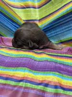 Fancy , a female Shih Tzu for sale in Ava, MO – 8 of 9