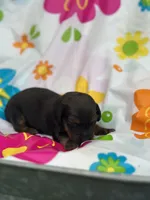 Bo, a male Miniature Dachshund for sale in Ava, MO – 3 of 4