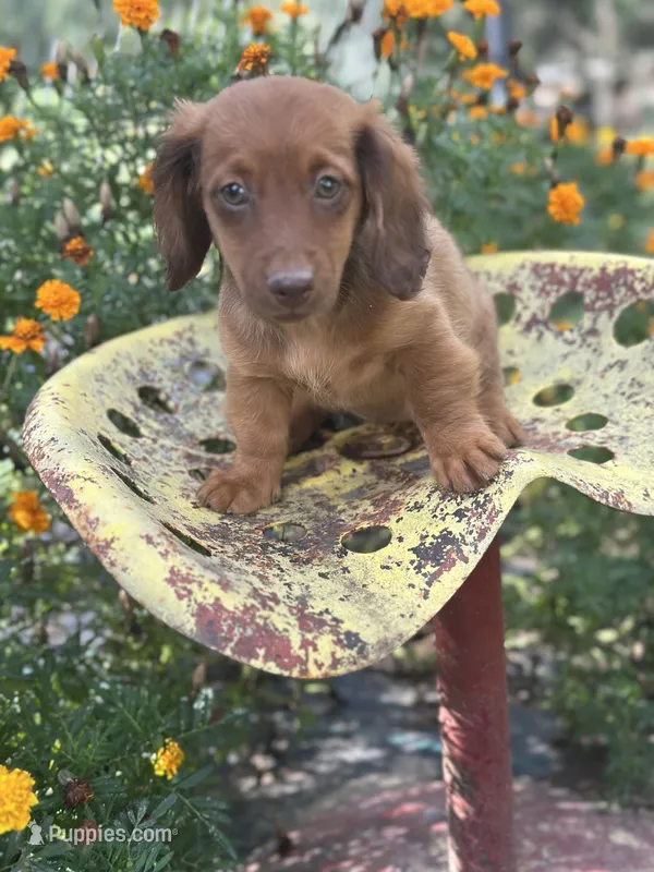 Myrtle  – Miniature Dachshund puppy for sale in Ava, MO