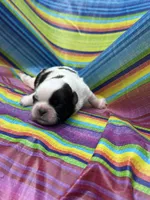 BoPeep , a female Shih Tzu for sale in Ava, MO – 2 of 7