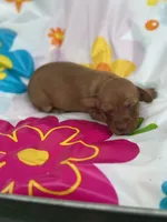 Mae, a female Miniature Dachshund for sale in Ava, MO – 5 of 6