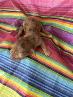 Sapphire , a female Miniature Dachshund for sale in Ava, MO – 3 of 5