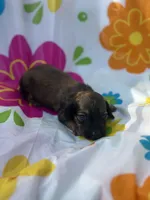 Maple , a female Miniature Dachshund for sale in Ava, MO – 1 of 5