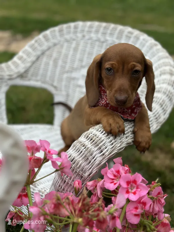 Mickie – Miniature Dachshund puppy for sale in Ava, MO