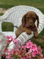 Mickie, a male Miniature Dachshund for sale in Ava, MO – 1 of 6