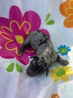 Hollywood, a male Miniature Dachshund for sale in Ava, MO – 3 of 6