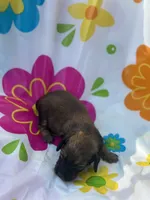 Maple , a female Miniature Dachshund for sale in Ava, MO – 3 of 5