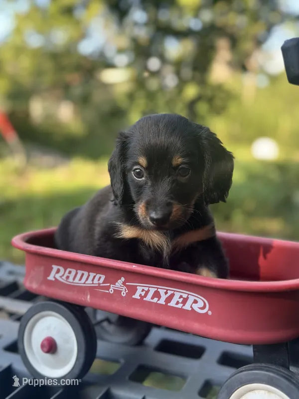 Cyprus  – Miniature Dachshund puppy for sale in Ava, MO