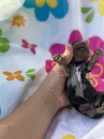 Rocky, a male Miniature Dachshund for sale in Ava, MO – 3 of 6