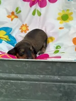 Boss hog , a male Miniature Dachshund for sale in Ava, MO – 5 of 5