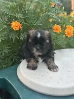 Belle , a female Shih Tzu for sale in Ava, MO – 2 of 10