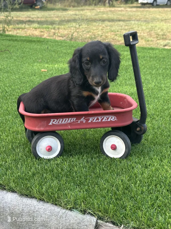 Magnolia  – Miniature Dachshund puppy for sale in Ava, MO