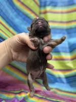 Unique , a male Shih Tzu for sale in Ava, MO – 2 of 8