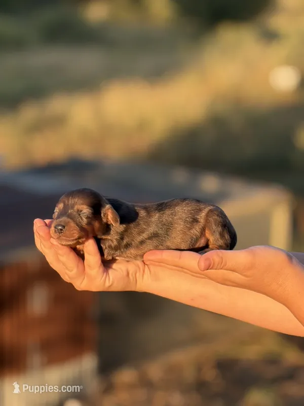 Scooter  – Miniature Dachshund puppy for sale in Ava, MO