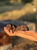 Scooter , a male Miniature Dachshund for sale in Ava, MO – 1 of 4