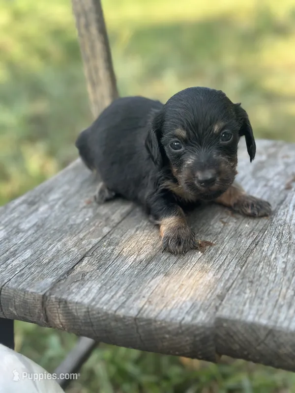 Redbud  – Miniature Dachshund puppy for sale in Ava, MO
