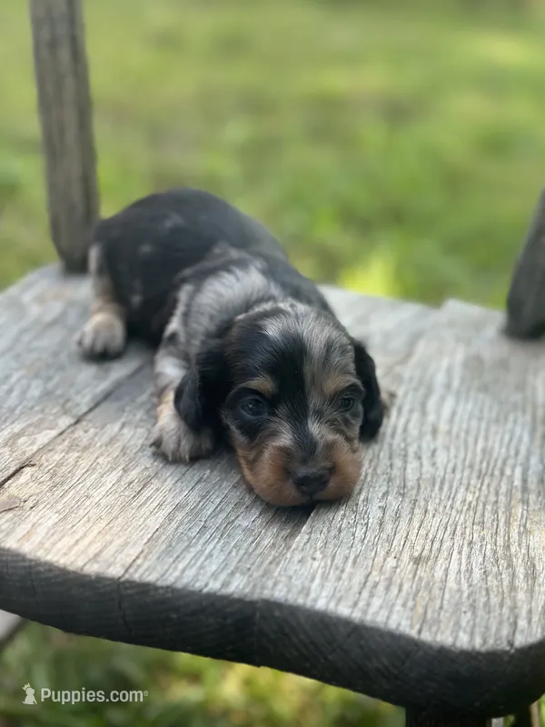 Rocky – Miniature Dachshund puppy for sale in Ava, MO