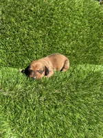 Simon, a male Miniature Dachshund for sale in Ava, MO – 2 of 7