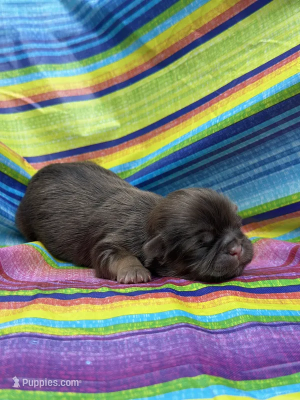 Fancy  – Shih Tzu puppy for sale in Ava, MO